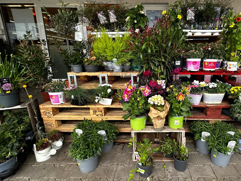 Blumen - EDEKA Lindenholzhausen Blumen - EDEKA Lindenholzhausen